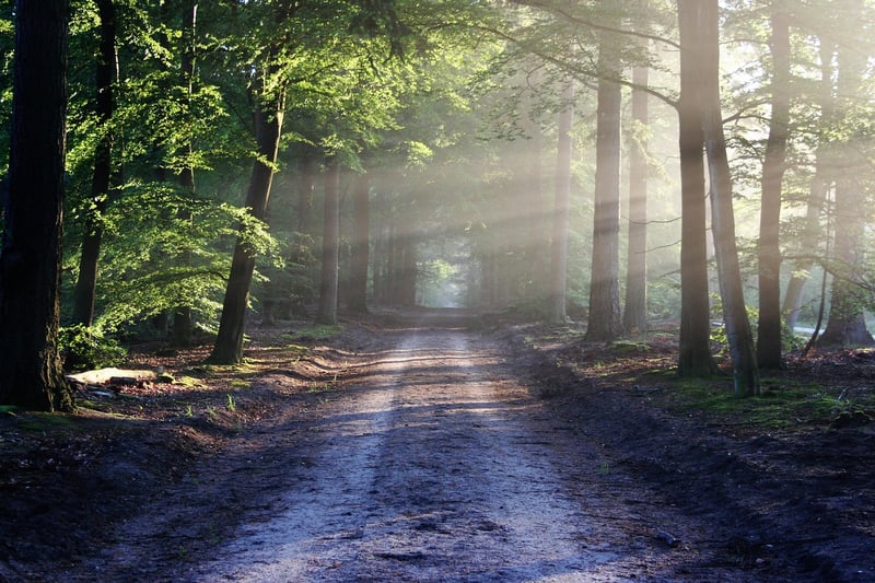 Forest Connection